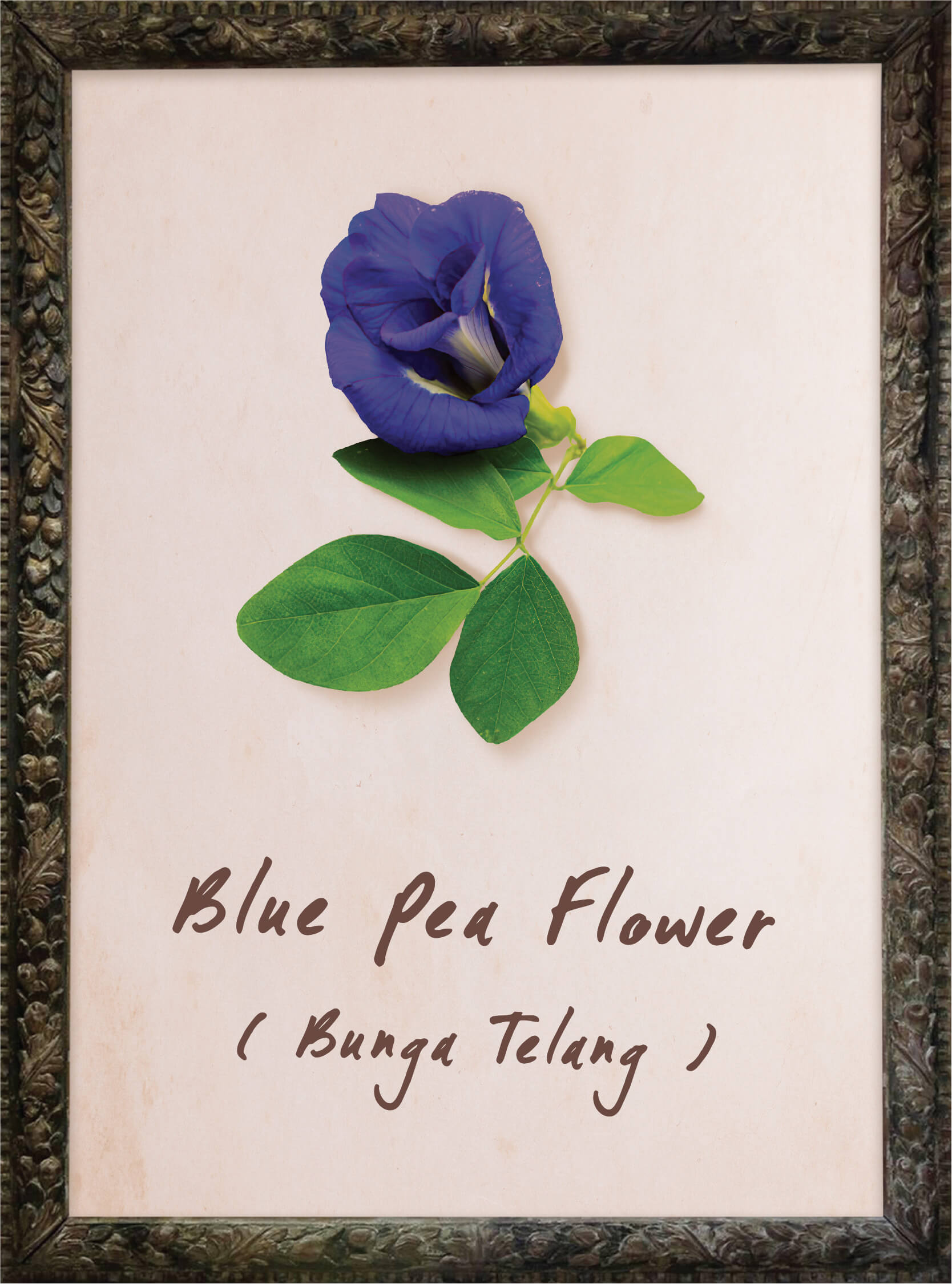 plants-butterfly-blue-pea plants-butterfly-blue-pea
