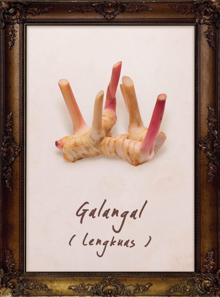 Galangal