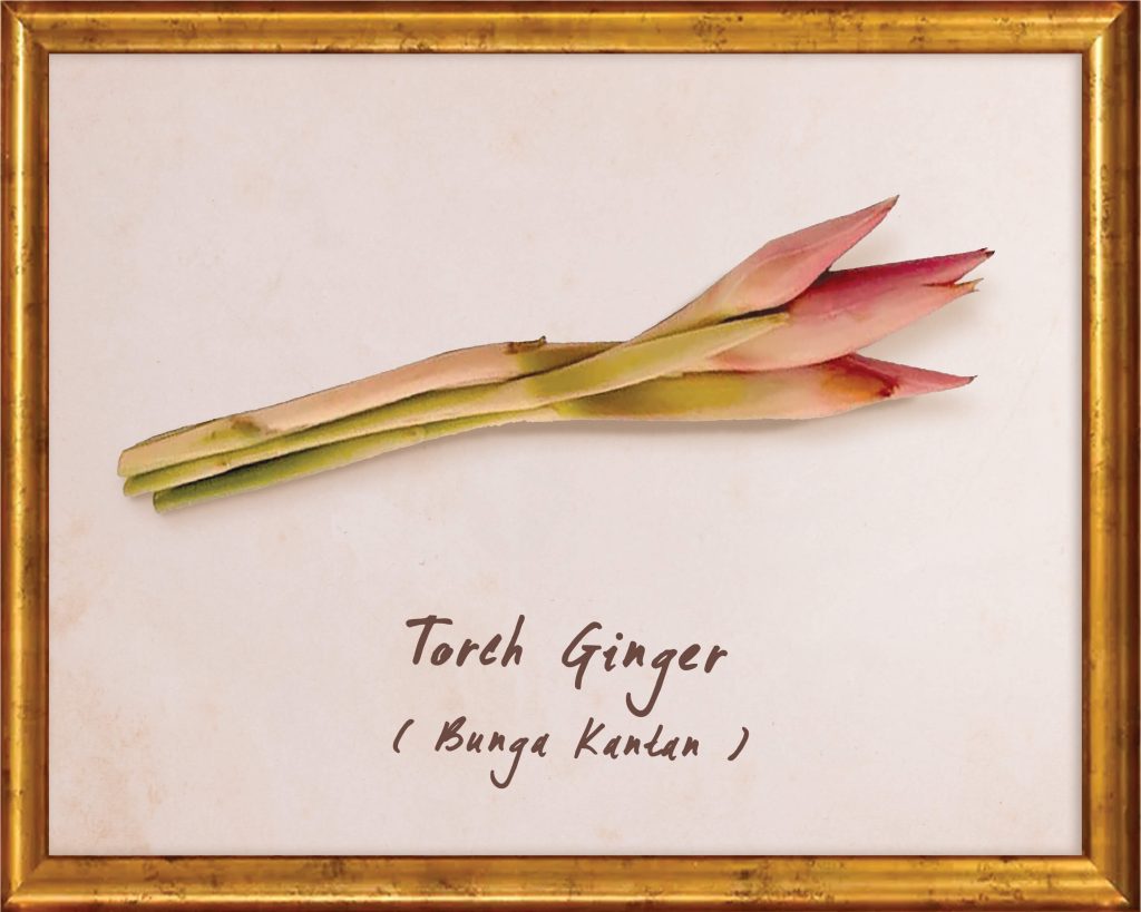 Torch Ginger